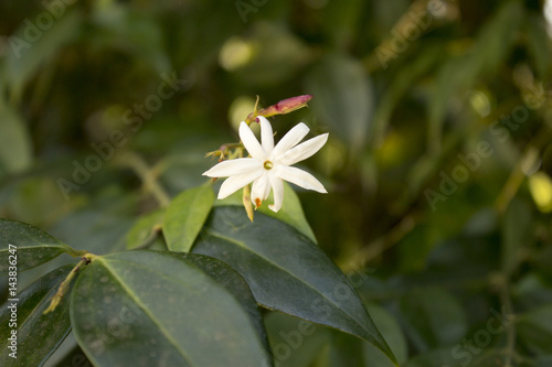 Flor branca pequena photo