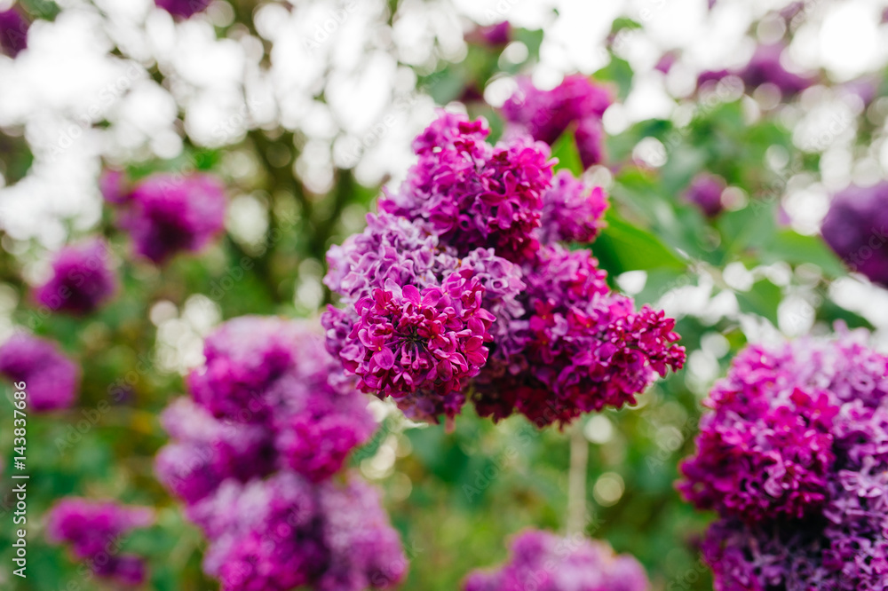 Flowering branch of lilac on bush with abstract green background in summer day Flowering branch of lilac on bush with abstract green background in summer day