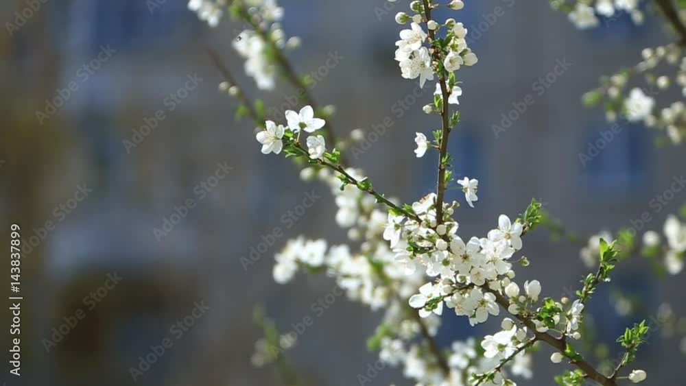 Flowering apple tree. Blooming Tree. Spring. The bee collects pollen Flowering apple tree. Blooming Tree. Spring. The bee collects pollen