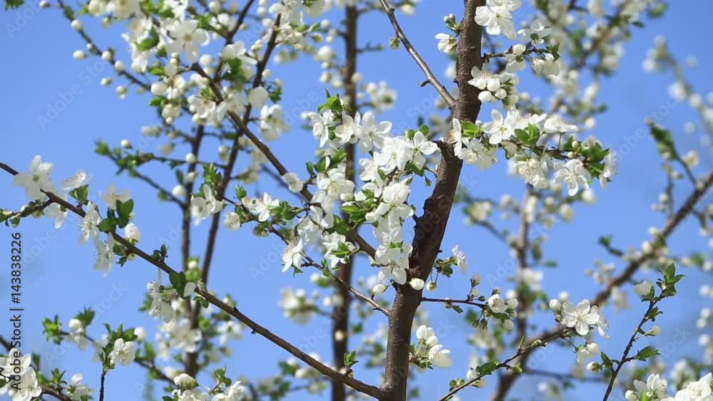 Flowering apple tree. Blooming Tree. Spring. The bee collects pollen Flowering apple tree. Blooming Tree. Spring. The bee collects pollen