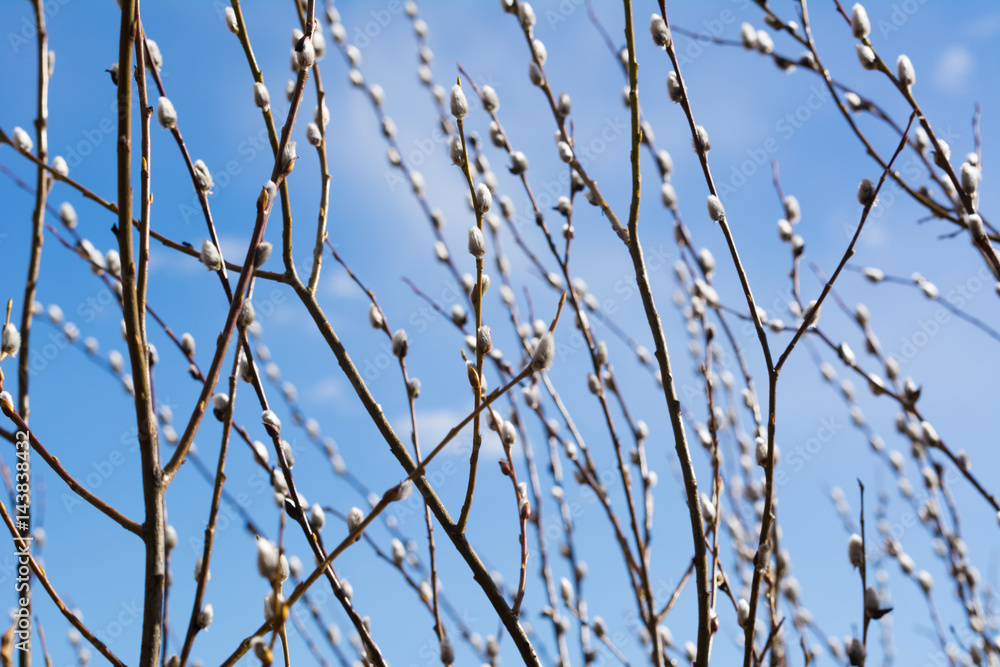 Branches of willows on the background of the river. Branches of willows on the background of the river.