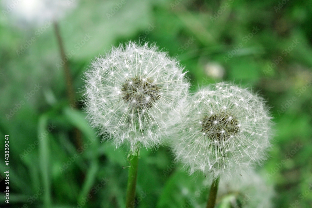 Fototapeta premium Two dandelions; close up, selective focus.