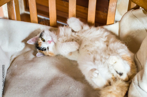 A cat on a wooden chair photo