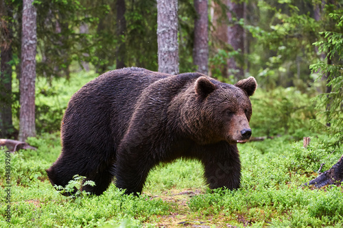 Brown bear in the forest