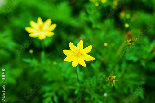 Thymophyllia yellow flowers  natural summer background  blurred image  selective focus