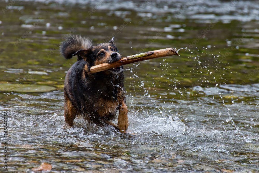 Terrier mixed breed dog playing in the water Terrier mixed breed dog playing in the water