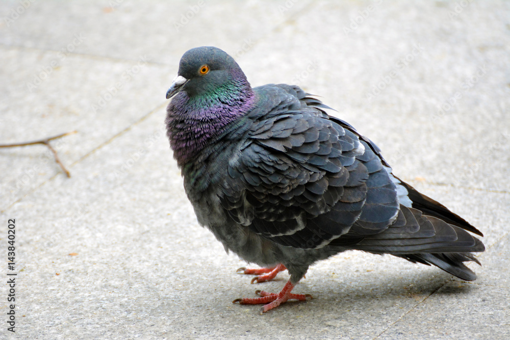 Obraz premium A close up on a pigeon in the city