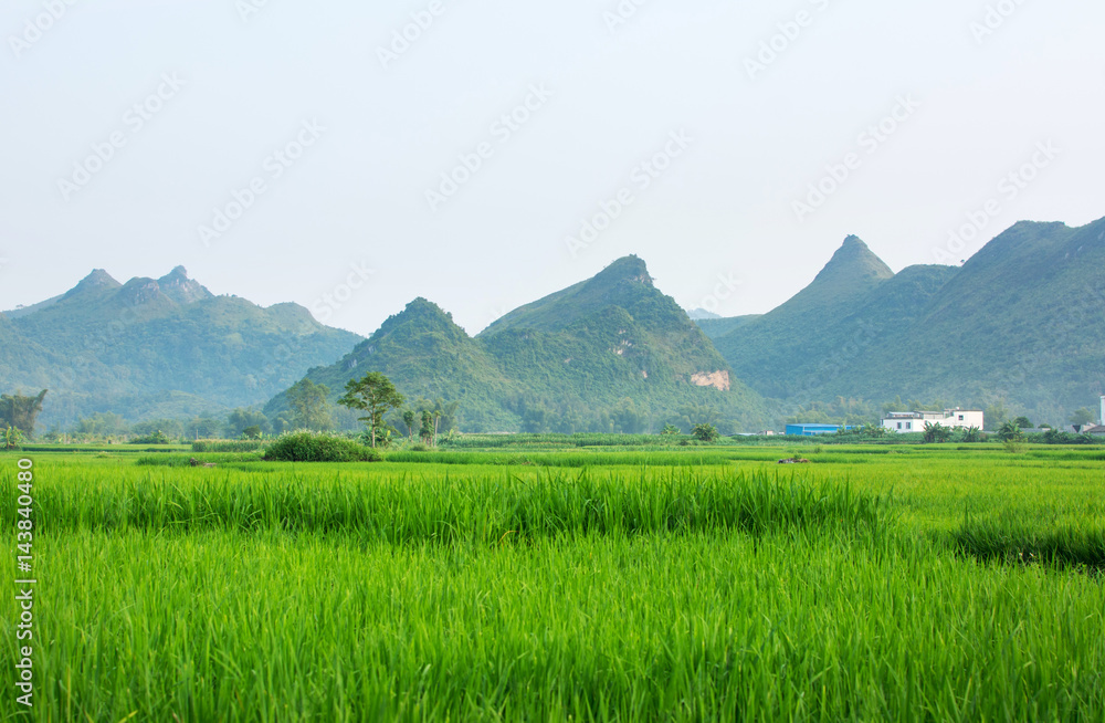 Chinese scenic rice field in Guangxi
