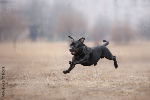 Dog running and playing in the park © annaav