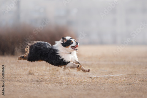 Dog running and playing in the park