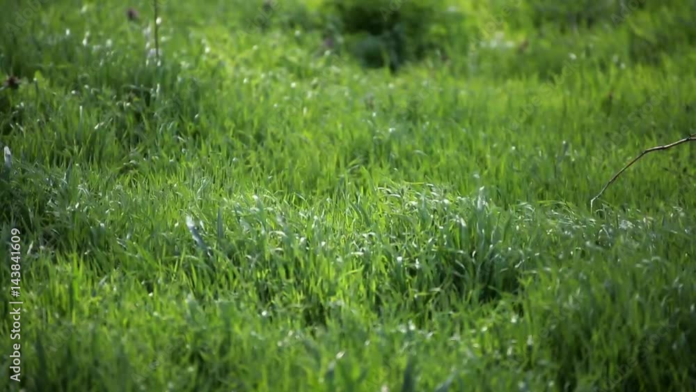 Green grass field in the wind Green grass field in the wind