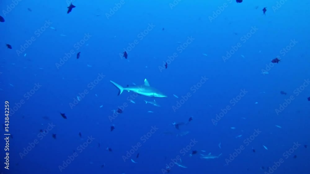 Sharks Diving in Maldives Sharks Diving in Maldives
