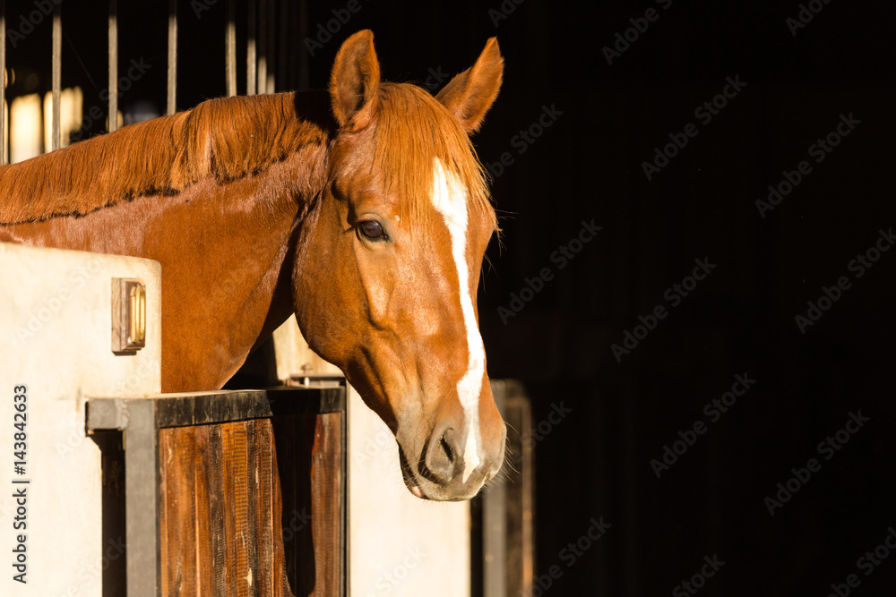 Fototapeta premium Close up of a horse in its stable on a horse stud farm