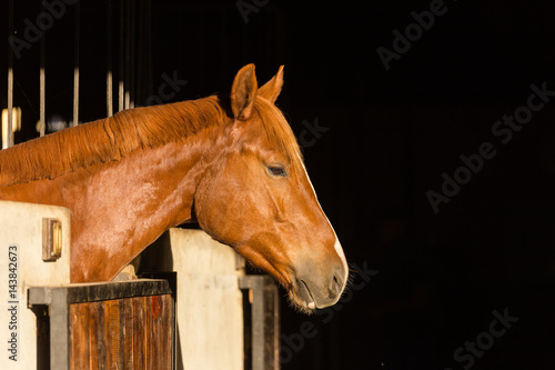 Close up of a horse in its stable on a horse stud farm