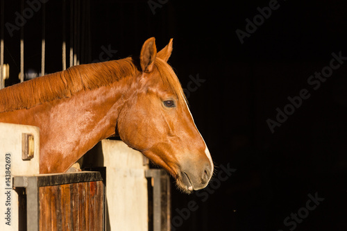 Close up of a horse in its stable on a horse stud farm
