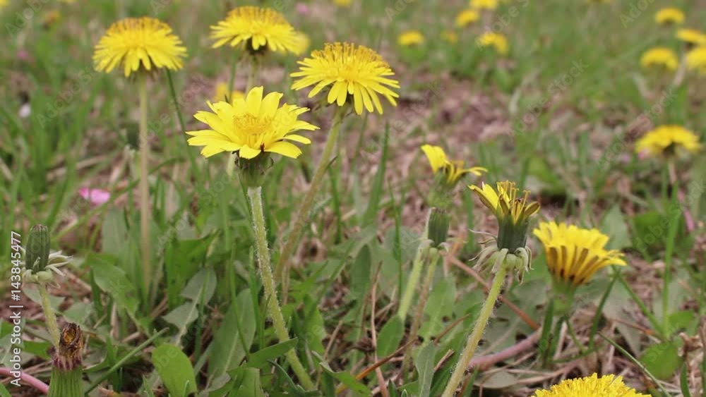 Dandelion, A windy day's shooting Dandelion, A windy day's shooting