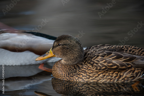 Mallard duck floating in the river