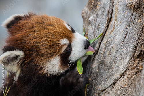 Red panda close up