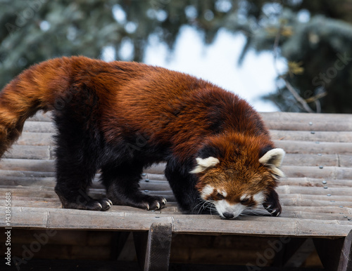 Red panda close up