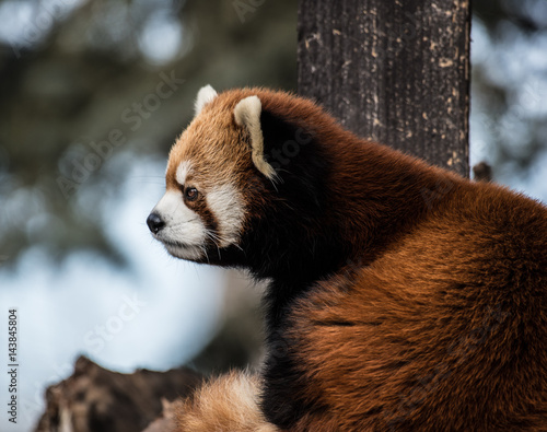 Red panda close up
