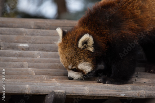Red panda close up