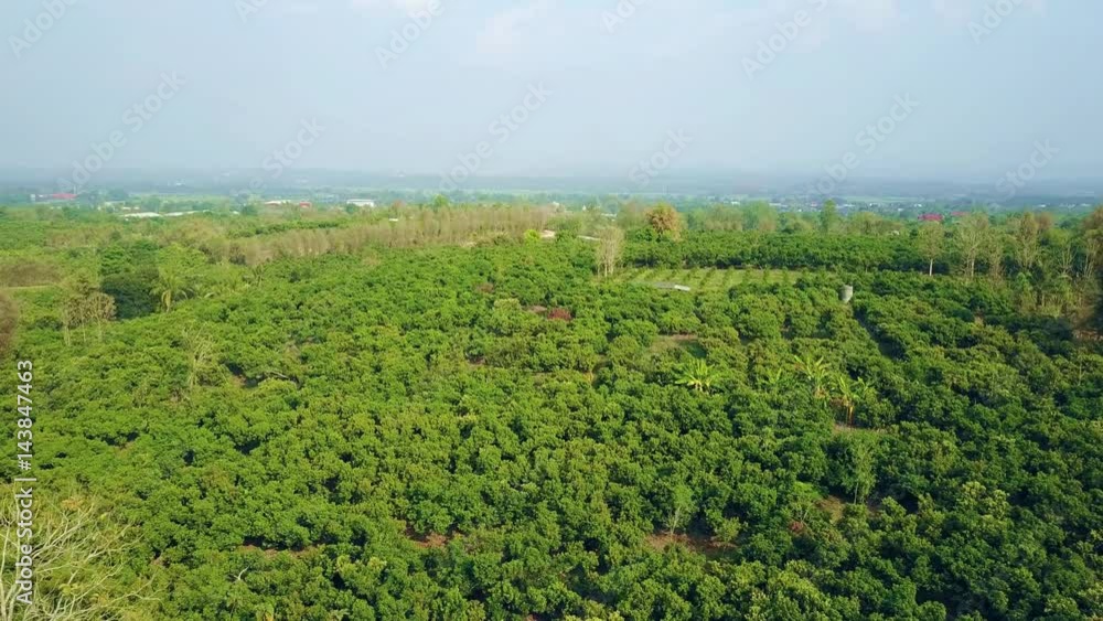 Aerial shot with from a drone. Flying over lychee tree farms at Fang City, Chiang Mai, Thailand
Aerial shot with from a drone. Flying over lychee tree farms at Fang City, Chiang Mai, Thailand
