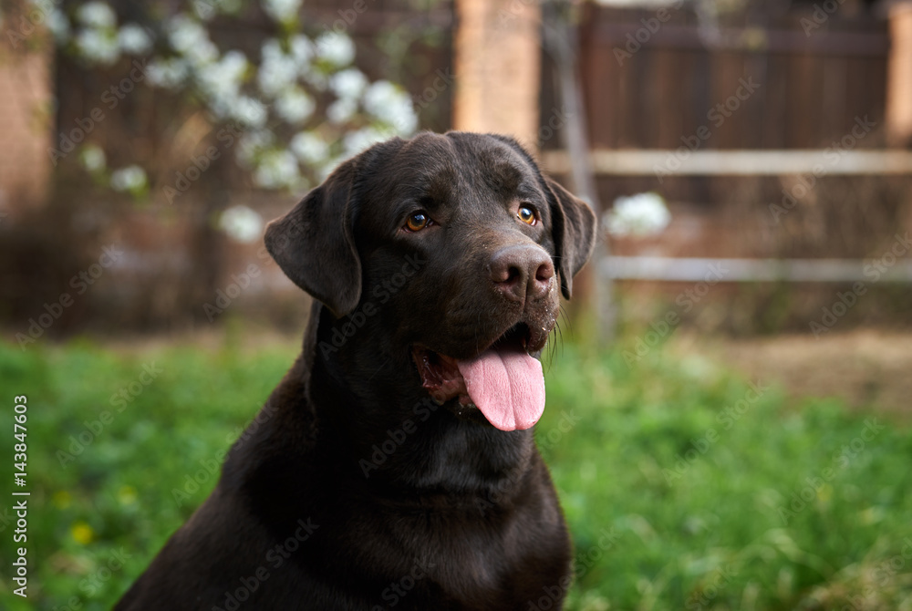 the dog stuck out his tongue, walk in the park