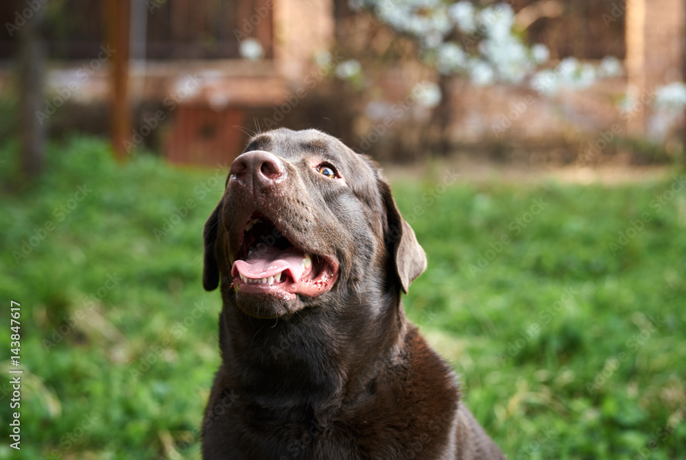 purebred dog resting in the park purebred dog resting in the park