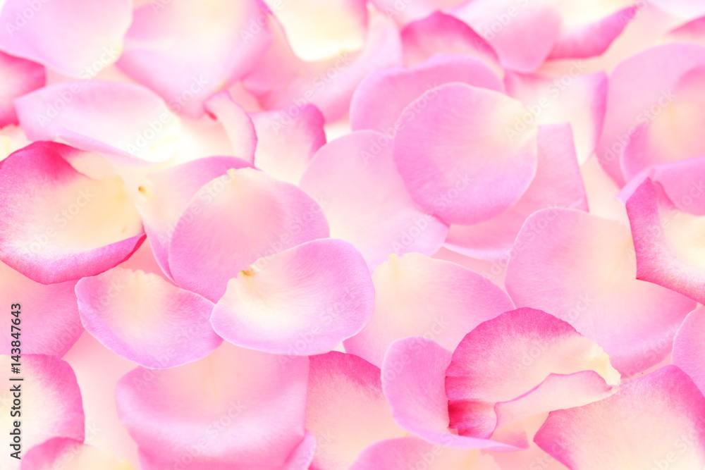 Fototapeta premium 薔薇の花びら