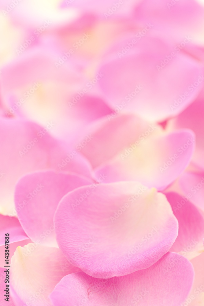 Fototapeta premium 薔薇の花びら