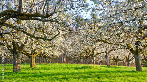 Kirschbäume auf einer Streuobstwiese photo