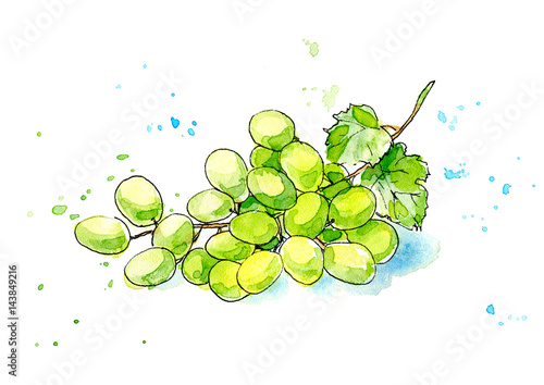 Branch of white grapes.Garden berries.Watercolor hand drawn illustration.