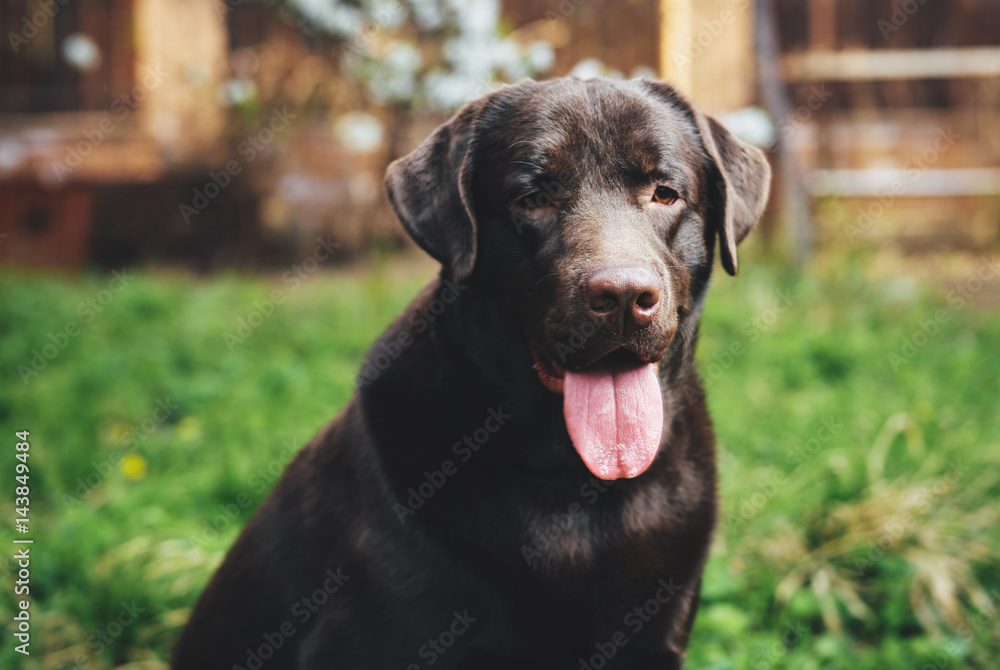purebred Dog in the park stuck his tongue out of his mouth purebred Dog in the park stuck his tongue out of his mouth