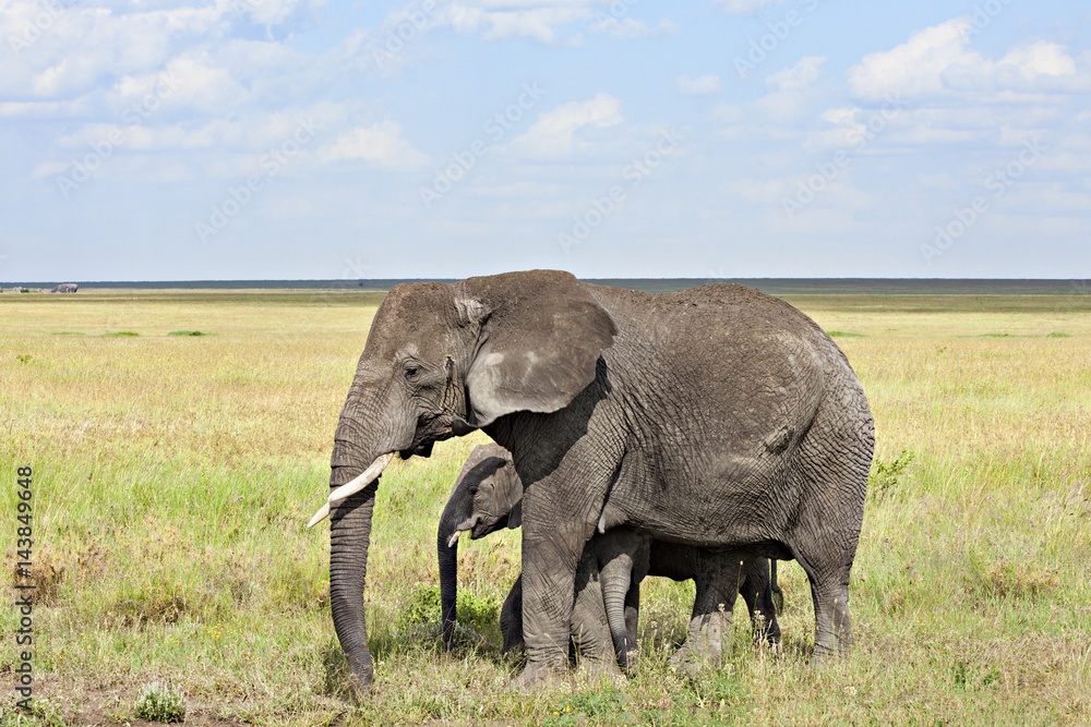 Mama & Young Elephants
