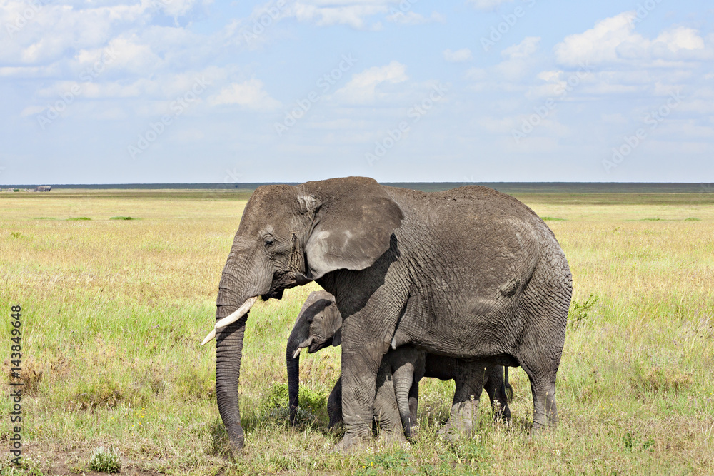 Obraz premium Mama & Young Elephants