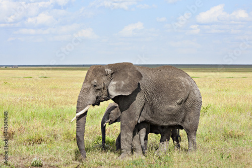 Mama   Young Elephants