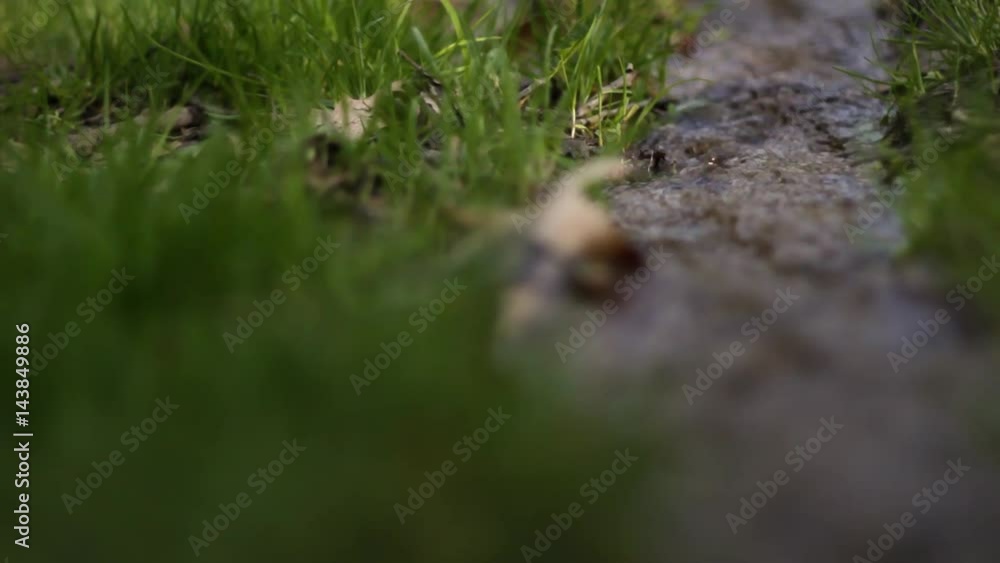 Camera pans by small stream flowing through a grassy wilderness Camera pans by small stream flowing through a grassy wilderness