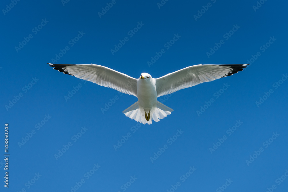 Ring-billed seagulls on a sunny day at the Toronto Harbourfront, Lake Ontario. Birds in flight with the blue sky and condo apartment buildings visible behind them. Ring-billed seagulls on a sunny day at the Toronto Harbourfront, Lake Ontario. Birds in flight with the blue sky and condo apartment buildings visible behind them.