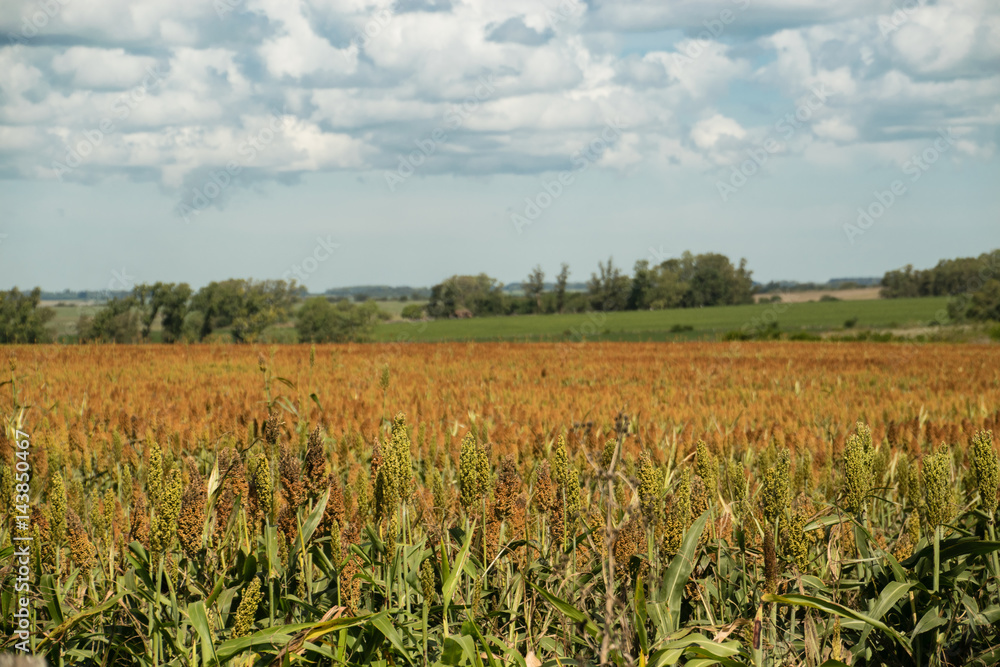 Extensive cornfield under semi-cloudy sky.