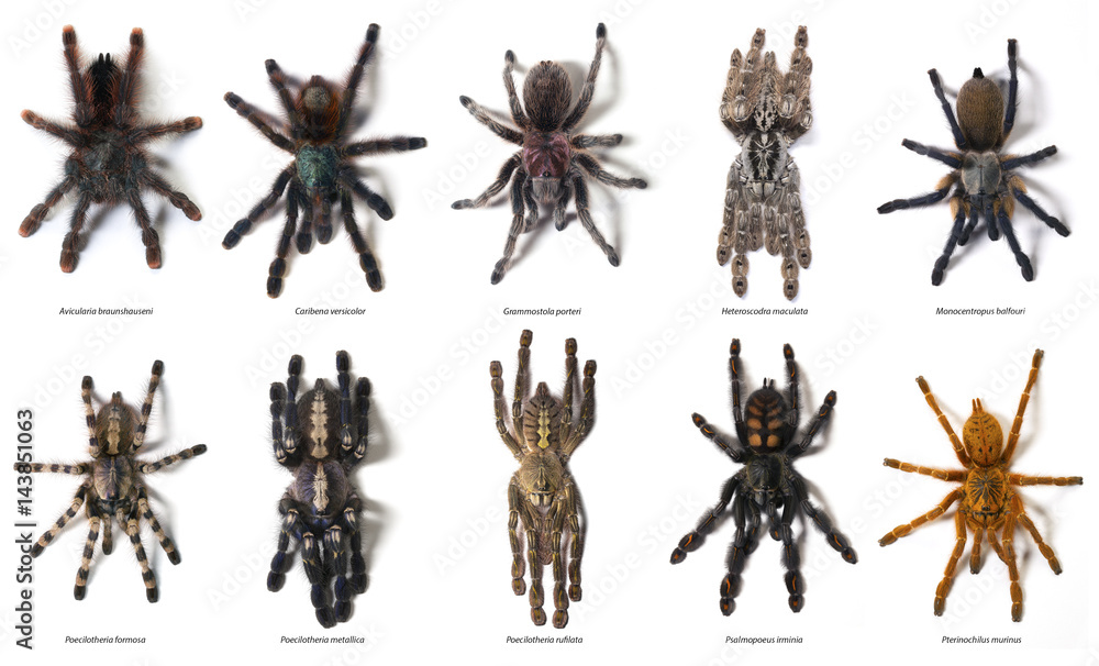 Selection of tarantulas Selection of tarantulas