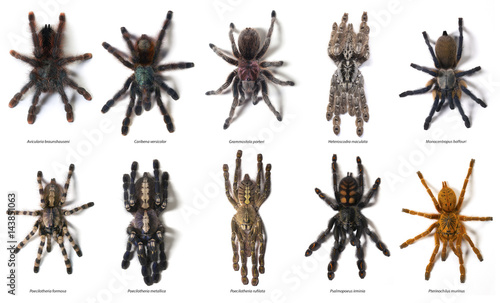Selection of tarantulas