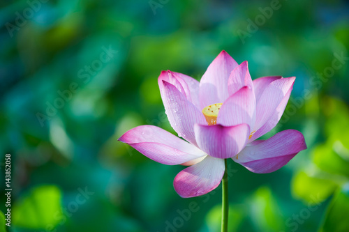 Lotus flower in the morning sun against green background