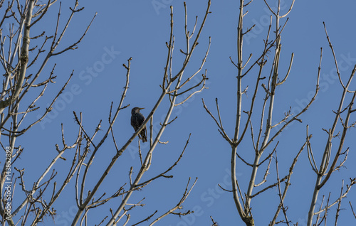 Bird on fruit tree with young bloom