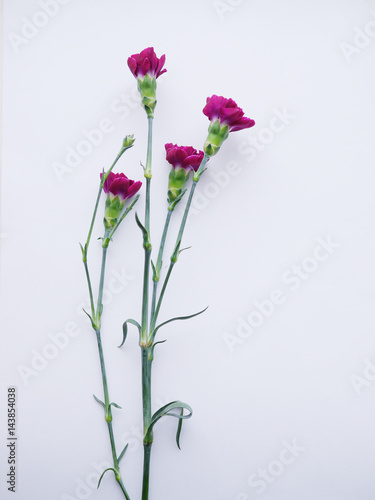 The vertical purple flowers on a white background.