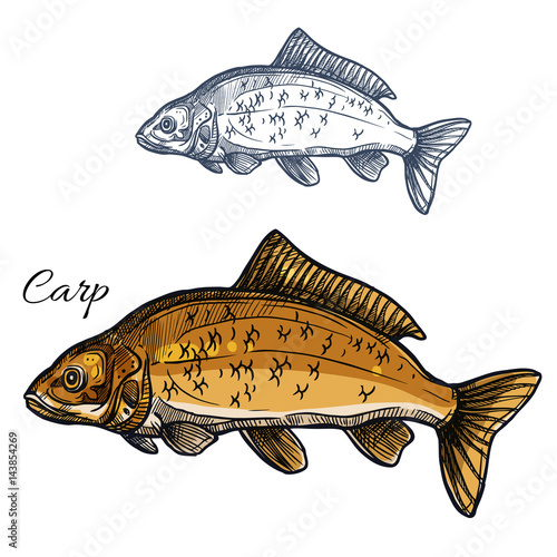 Carp fish vector isolated sketch icon