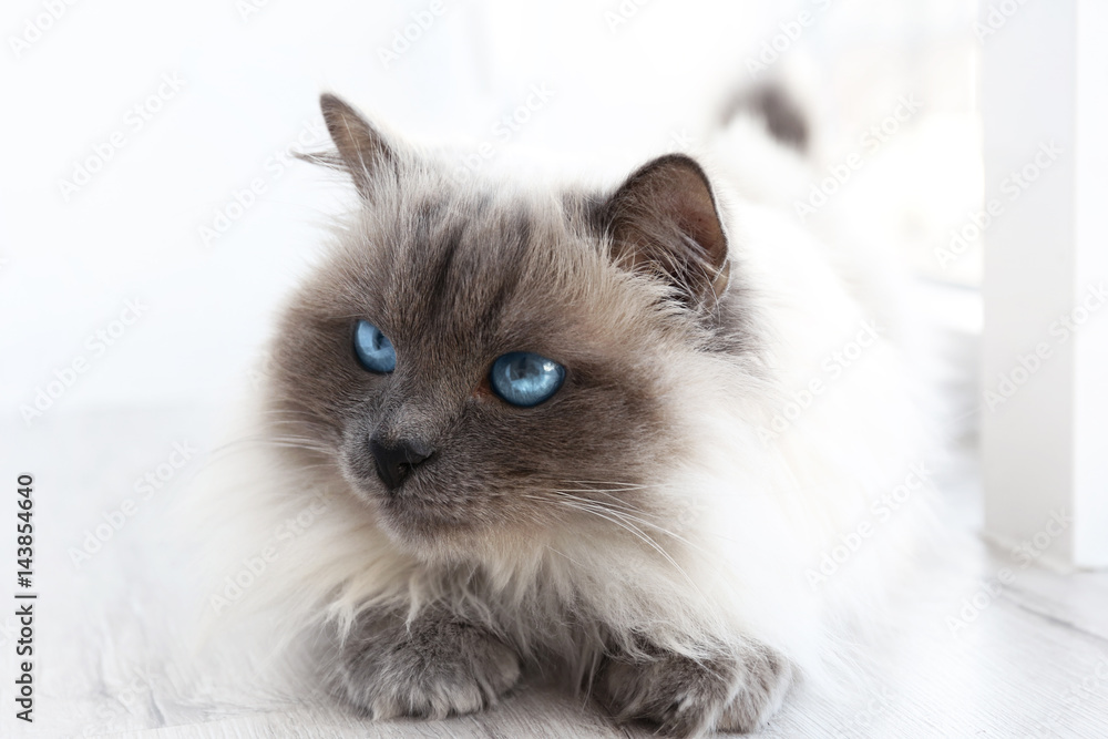 Cute cat at home, closeup Cute cat at home, closeup