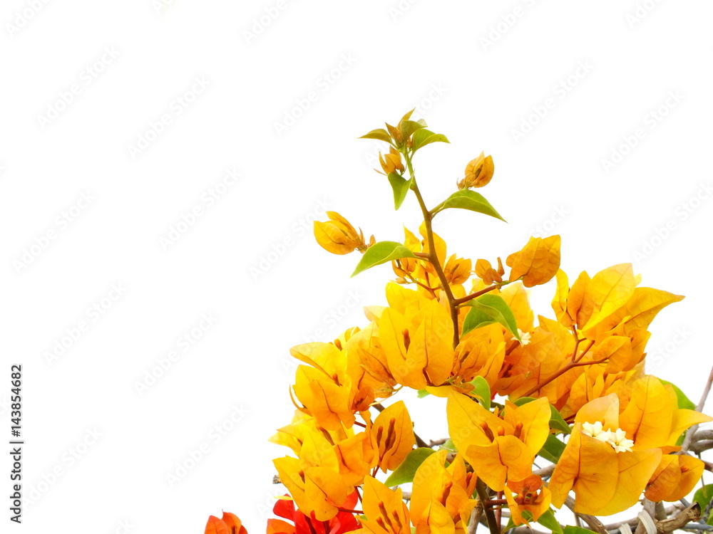 Fototapeta premium bougainvilleas isolated on white background