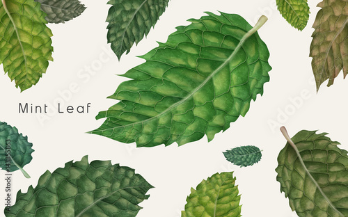 decorative mint leaves