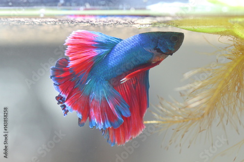 Fighting fish is creating Bubble nest.
