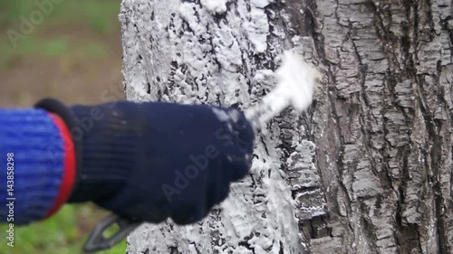 Gardener whitewash tree trunk with chalk in garden, tree care in spring. Slow Motion in 96 fps. Gardener woman cares for the trees on the street in the park. photo